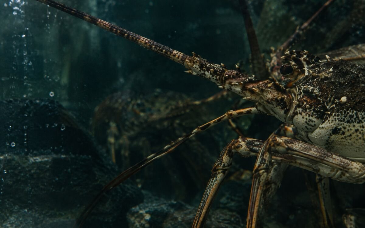 A close glimpse of a spiny lobster through tank glass